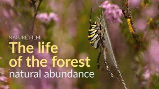 The life of the forest. Natural abundance