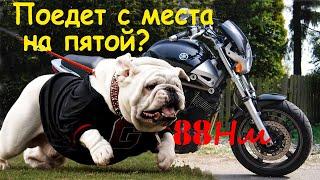 Сколько тяги у Бульдога? (антигуманные опыты над Yamaha BT1100)