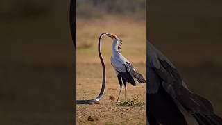 Secretary Bird vs Snake - Epic Wild Clash | Intense Wildlife Showdown |
