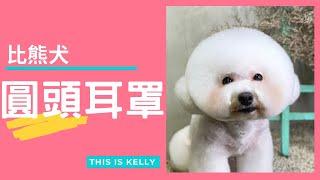 比熊犬圓頭耳罩造型｜凱莉老師 Groomer Kelly｜寵物美容教學｜Bichon Frise Pet Grooming