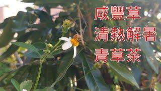 夏日的青草茶（咸豐草）清熱、解暑、利尿！免花錢自製超簡單，菜園，路邊常常看到，免錢隨手手可得，花果當武器攻擊玩樂的愉快