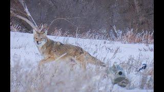 30 Coyotes Down With The 22-250 Suppressed.  (EPIC 4K KILL FOOTAGE)