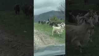 07.05.2022 Goats on the road in Dagestan