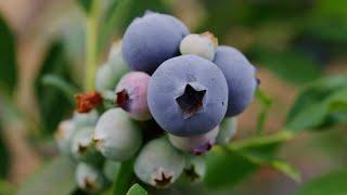 Choose California Grown: Golden State Berries: The Sound of Good