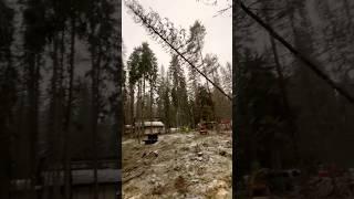 ВАЛКА ДЕРЕВА. ЖЕСТЬ #shorts #threetrees #arborist