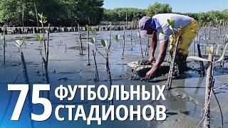 Утерянные мангровые леса Бразилии снова высаживают