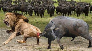 Terrifying Lion Attack on Buffalo - Unbelievable Survival as Brave Buffaloes Brutally Fight Back