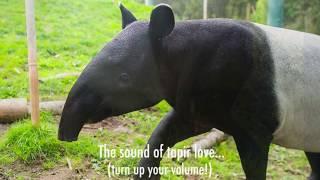 What tapir love sounds like...