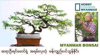 ဦးရင်မောင်ရဲ့ လှပလွန်းတဲ့ မန်ကျည်းပင်ဘွန်ဇိုင်း