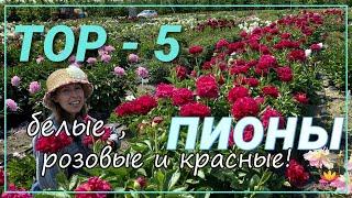 ТОП-5 пионов - красные, розовые, белые / Сад Ворошиловой