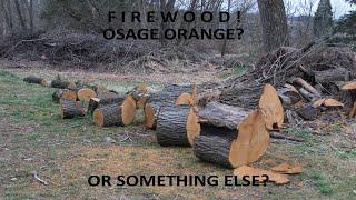 #17 Osage Orange Firewood! Or Black Walnut, Something Else?