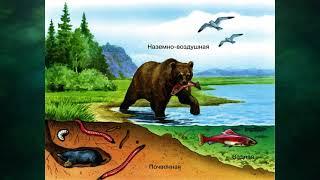 "Четыре царства живой природы", Окружающий мир 3 класс ч.1, с.78-79, Планета знаний.