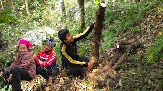 Orphan boy - Hard working to take care of the old lady, going to the forest to pick up roots to sell