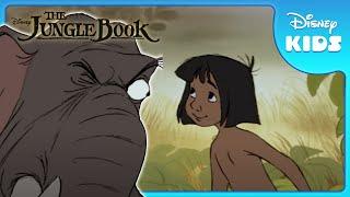  Inspection Time in the Jungle! | Jungle Book | Disney Kids