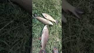 big carp fishs#fishing#villagefishing#carpfishing#tilapiafishing