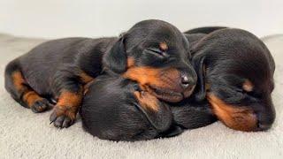 Dachshund puppies from 0 to 4 weeks old.