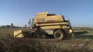 Che macchina ultima stirpe New Holland TF78 a riso 1 novembre 2024 Novara una stagione molto lunga