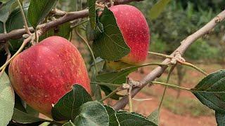 Try This For Better Yield And Fruit Production 