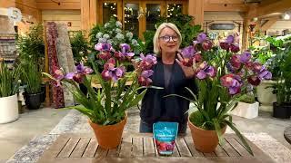 Barbara King 2-Piece Siberian Iris Miss Apple Live Plants on QVC