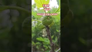 #김용빈 #금수저 #무화과