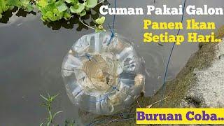 Jebak ikan di Bawah Eceng gondok Pakai Jebakan Ikan dari Galon Bekas / Bubu Ikan dari Galon