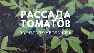 Рассада томатов по методу Митлайдера