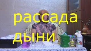 рассада дыни