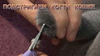 подстригаем когти кошке