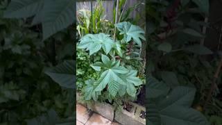 Oil nut that makes castor oil