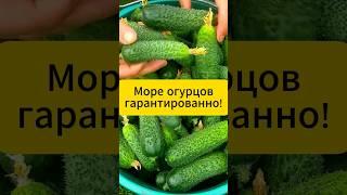 Море огурцов гарантированно! #огород #дача #советы #огурцы #огурцывтеплице #подкормка #удобрения