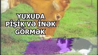 yuxuda pisik yuxuda inek gormek