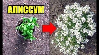 Алиссум - выращивание из семян. Уход.