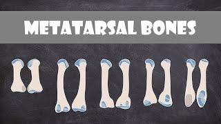 Metatarsal Bones Structure | Anatomy