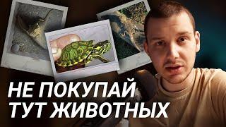 Что прячется за объявлениями на Авито? |  Где покупать животных?