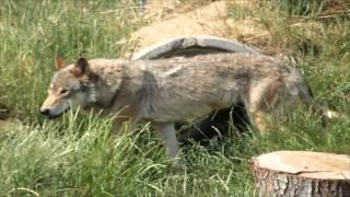 Anglian Wolf Sanctuary Olney Buckinghamshire