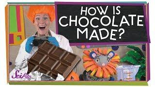 Where Does Chocolate Come From?