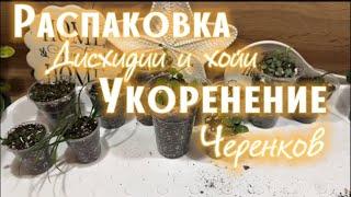 КУПИЛА новые ХОЙИ и ДИСХИДИИ | ОБЗОР новинок | как УКОРЕНИТЬ ХОЙЮ, дисхидию в ГРУНТЕ |