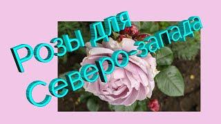 Розы для Северо-запада. Розоводам Ленинградской области.