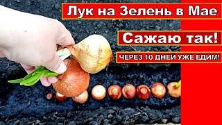 Сажаю так Лук на зелень в Мае! Луковае Перо через 10 дней уже едим! Бюджетный способ посадки Лука