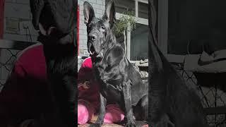 This dog is creating the new generation 777