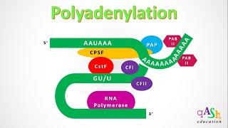 Polyadenylation in mRNA | Transcription | Molecular Biology | Poly A tail | mRNA | Biotechnology