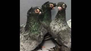 Uzbek Pigeons. Usbekische Tauben. Узбекские Голуби.