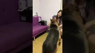 #不养狗不知道养狗的乐趣 #德牧 1