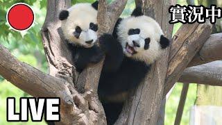 520 - A Love Note From Panda: Chinese Online Valentine’s Day Special | iPanda