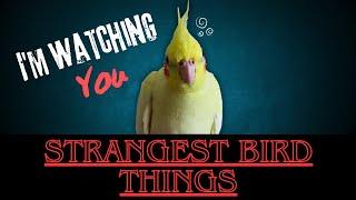 5 Strangest Pet Bird Behaviors Explained | Why Do Birds Do that!?