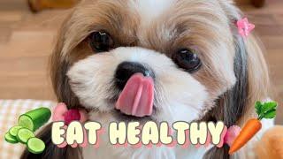 Cute Shih Tzu Dog Eating Vegetables  #shorts