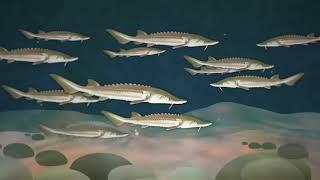 Sturgeon Lifecycle Animation