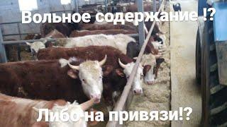 Вольное содержание бычков на откорме?! либо на привязи?! fattening bulls