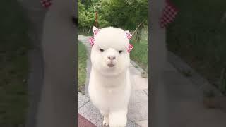 #viral #trending #youtube #tube #fyp #fyptube #dance #viraltube #cats #cat #funny #panda