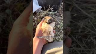 The owl that brought surprises #animals #love #shorts